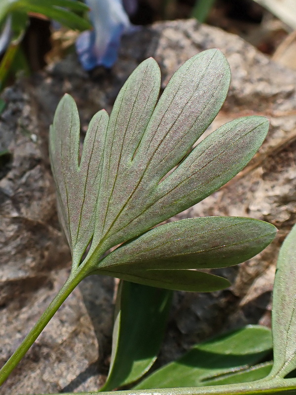 Изображение особи Corydalis turtschaninovii.