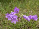 Campanula praealta