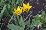 genus Tulipa. Верхушки побегов с цветками. Мурманск, Октябрьский р-н, цветник. 31.05.2025.