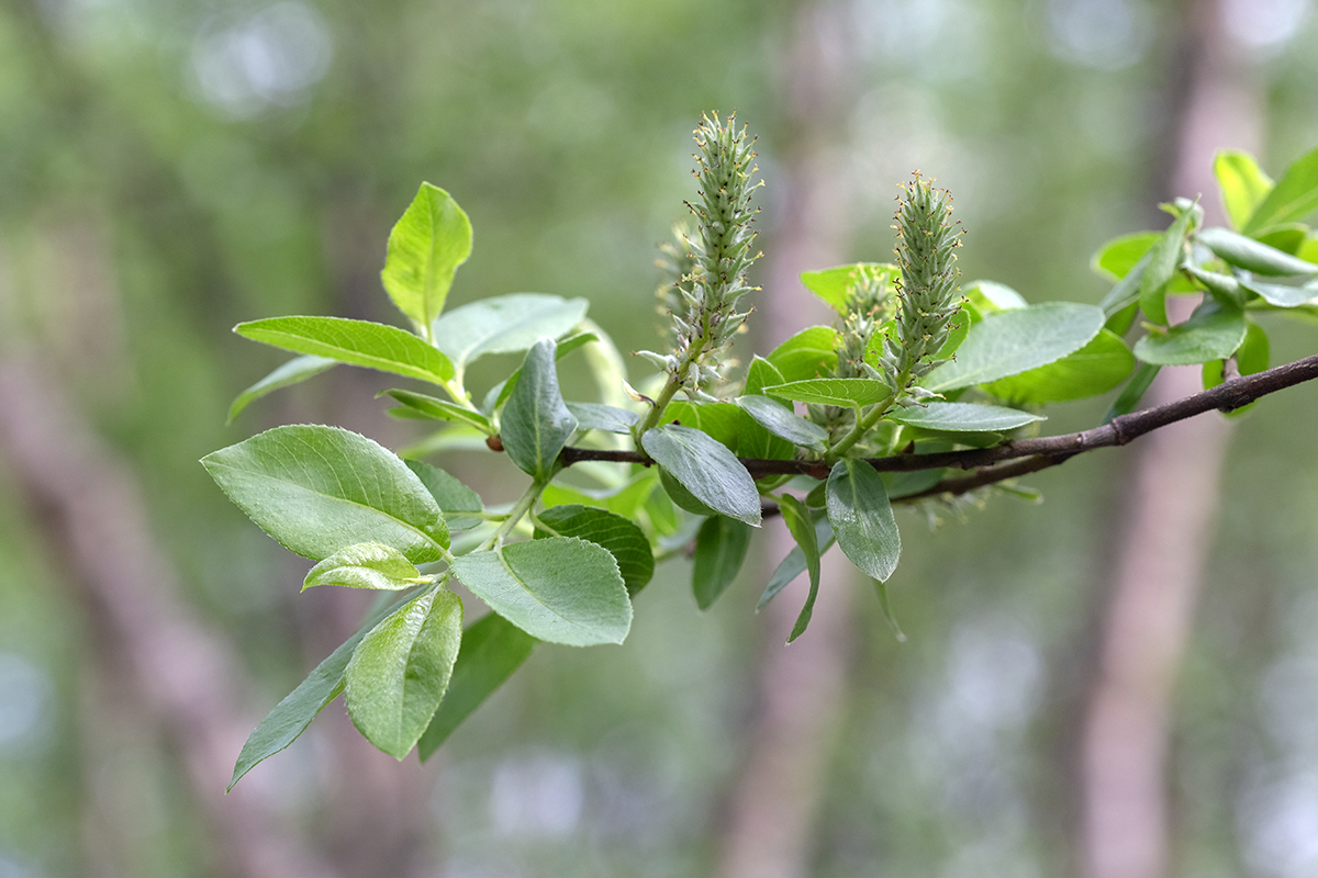 Image of genus Salix specimen.