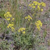 Patrinia intermedia