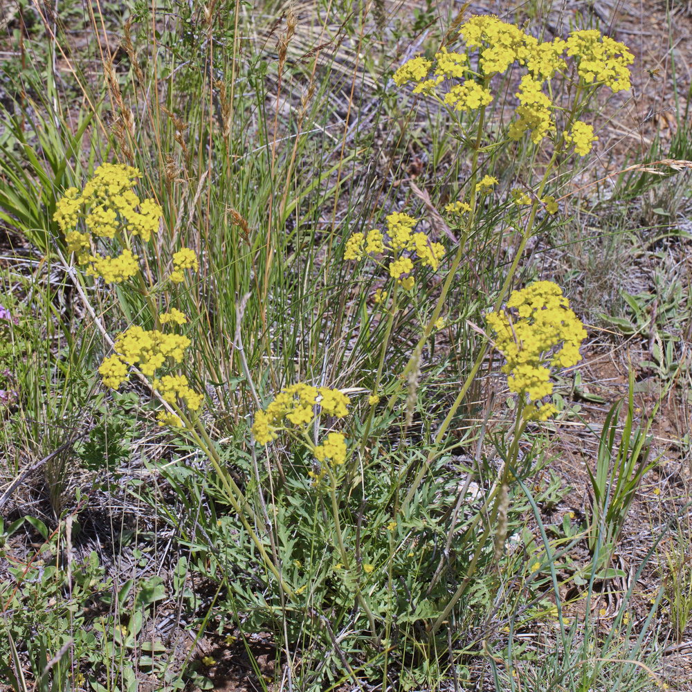 Image of Patrinia intermedia specimen.
