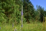 Veronica spicata