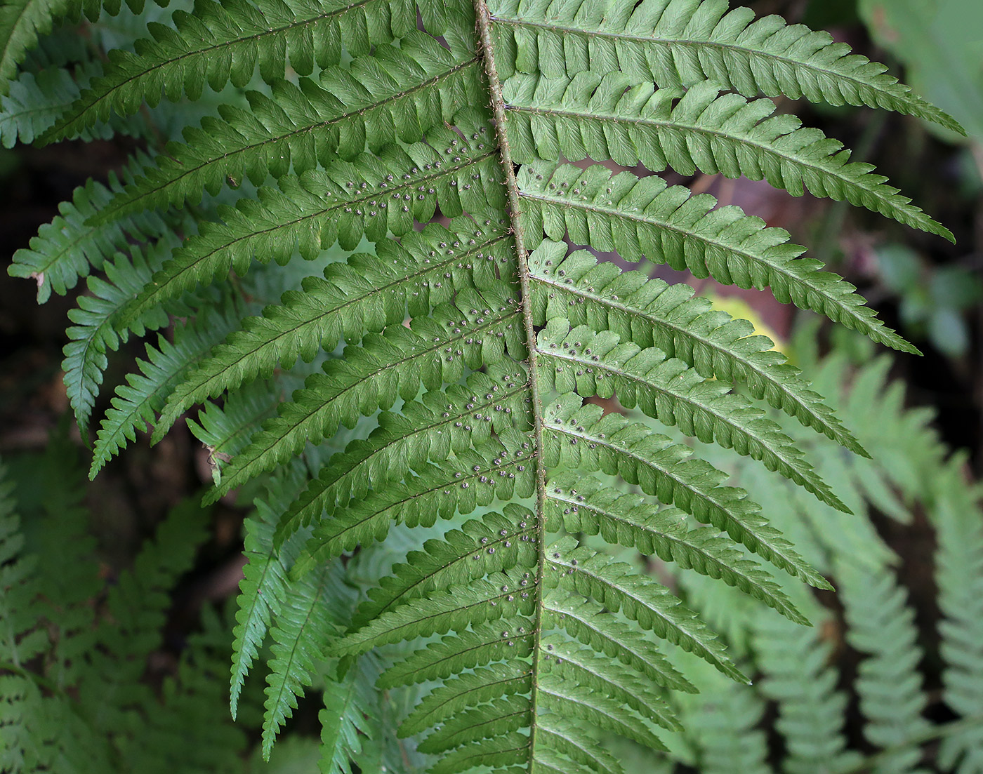 Image of Dryopteris filix-mas specimen.