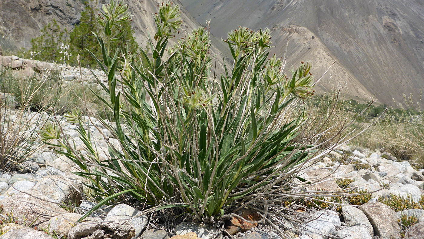 Image of Macrotomia euchroma specimen.