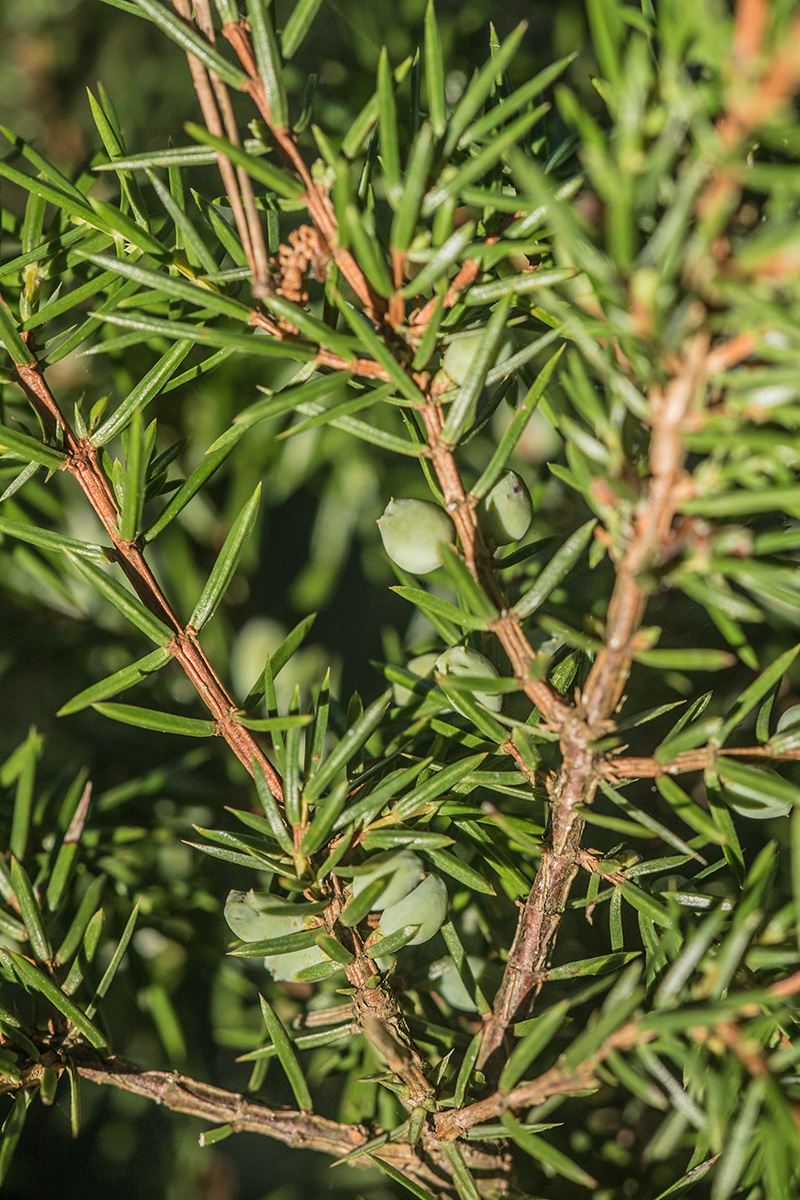 Image of Juniperus communis specimen.