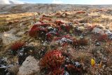 Rhodiola coccinea. Вегетирующие растения, присыпанные снегом. Монголия, аймак Баян-Улгий, нац. парк \"Алтай-Таван-Богд\", берег р. Цаган-Гол, ≈ 3000 м н.у.м., горная степь. 13.08.2025.