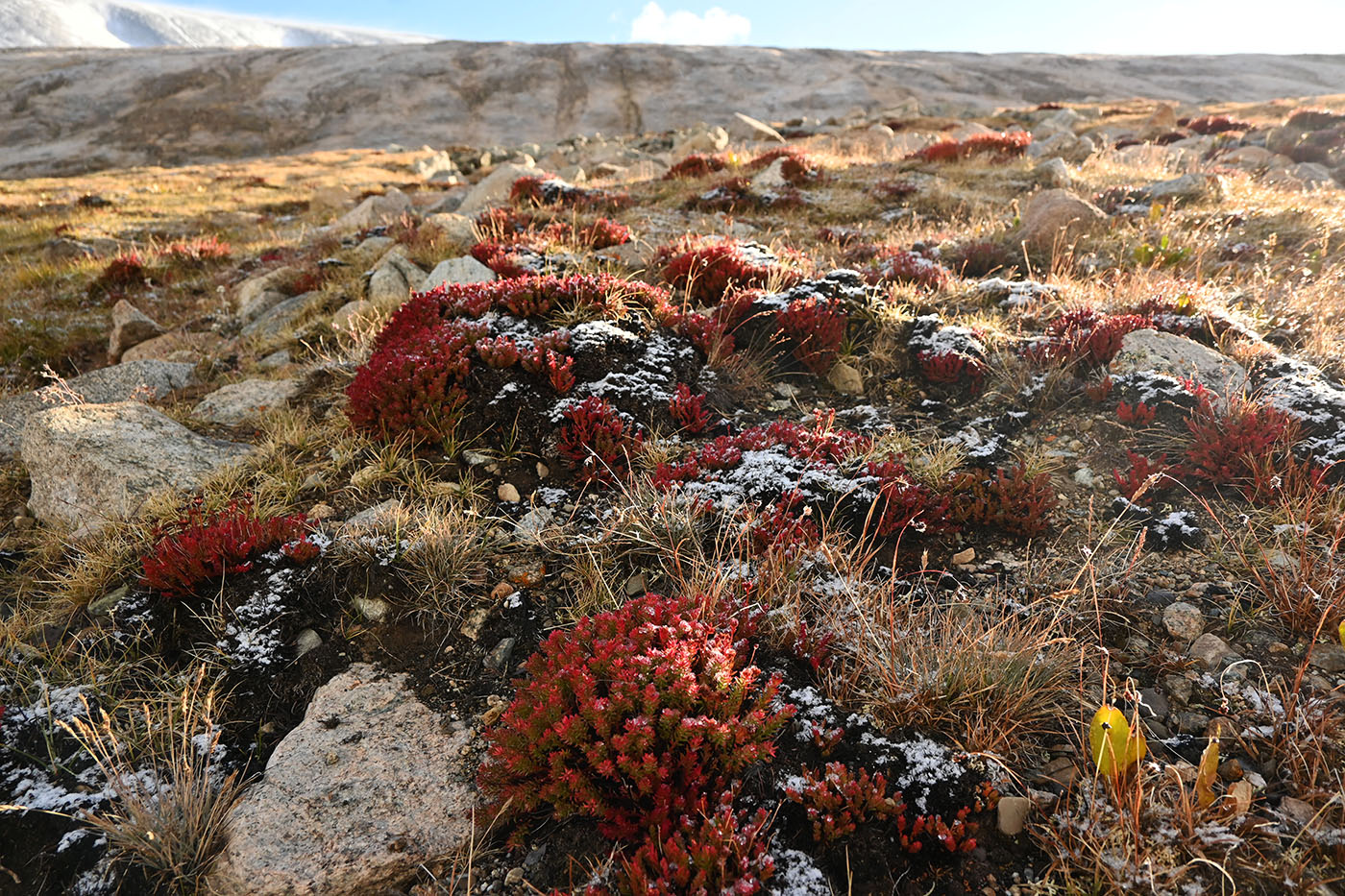 Image of Rhodiola coccinea specimen.