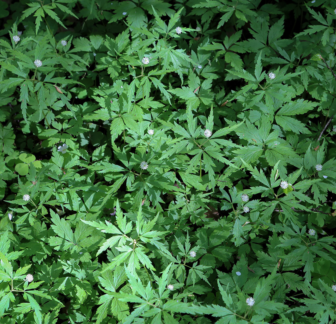 Изображение особи Anemone reflexa.