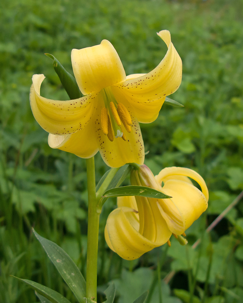 Изображение особи Lilium monadelphum.
