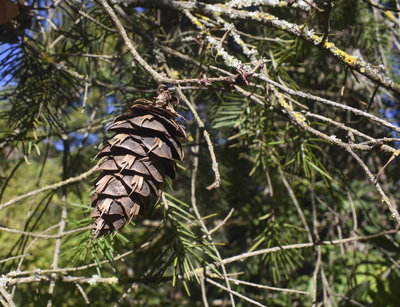 Image of Pseudotsuga menziesii specimen.