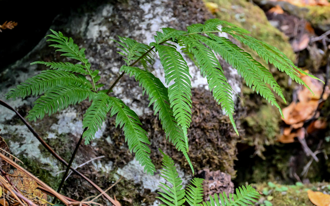Изображение особи Pteris incompleta.