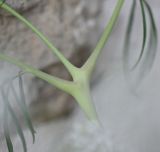 неопознанный вид. Часть побега. Турция, ил Ван, крепость Хошаб, ок. стены. 23 мая 2025 г.