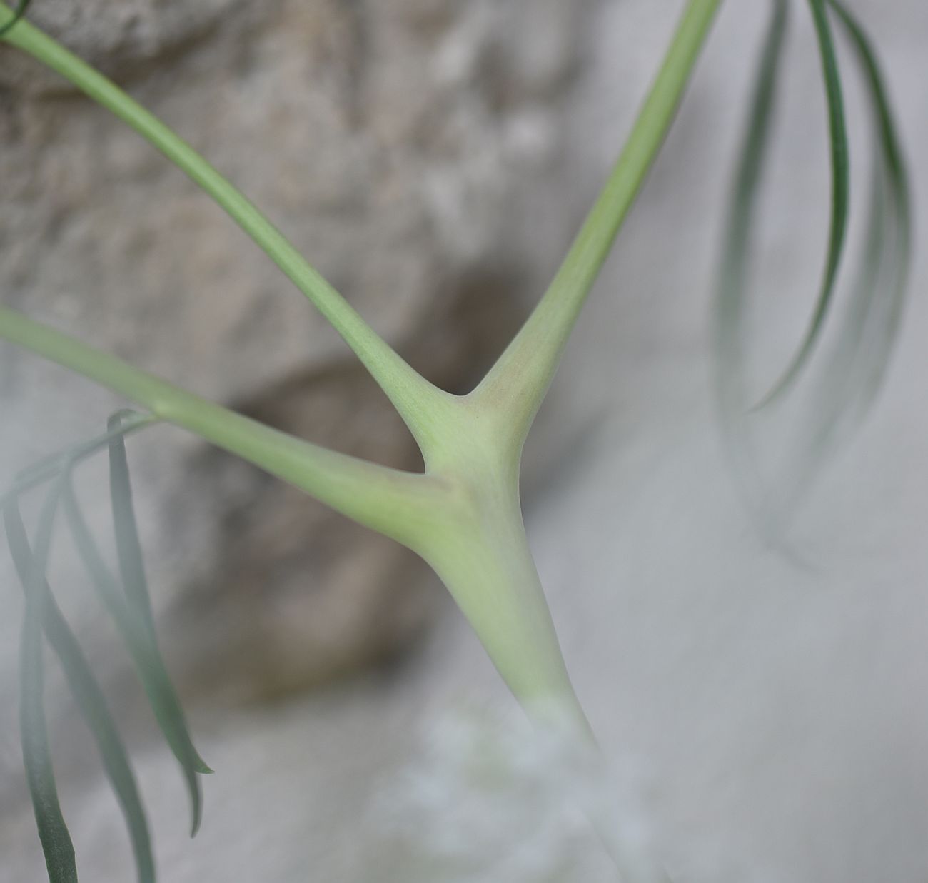 Изображение особи Неопознанный вид.