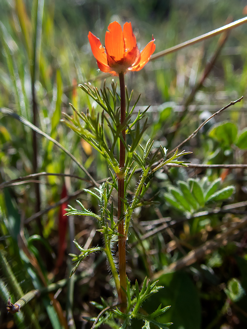 Image of Adonis flammea specimen.