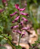 genus Fumaria. Верхушка побега с соцветием. Крым, окр. пос. Новый Свет, подножие горы Сокол (Куш-Кая), опушка смешанного леса с преобладанием сосны, дуба и можжевельника. 19.04.2025.