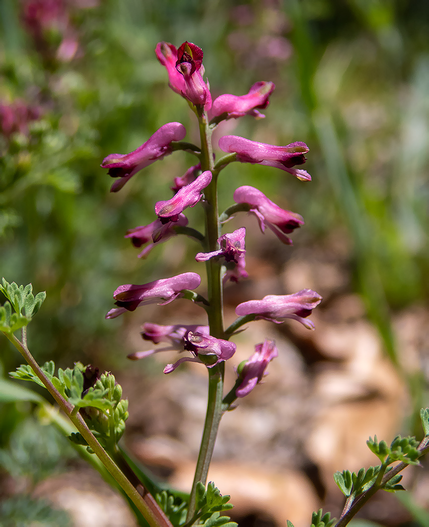 Image of genus Fumaria specimen.