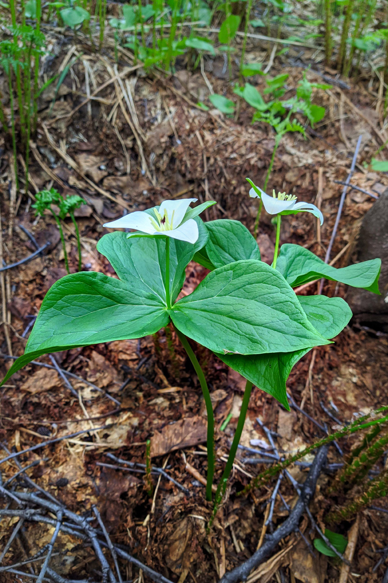 Image of Trillium camschatcense specimen.