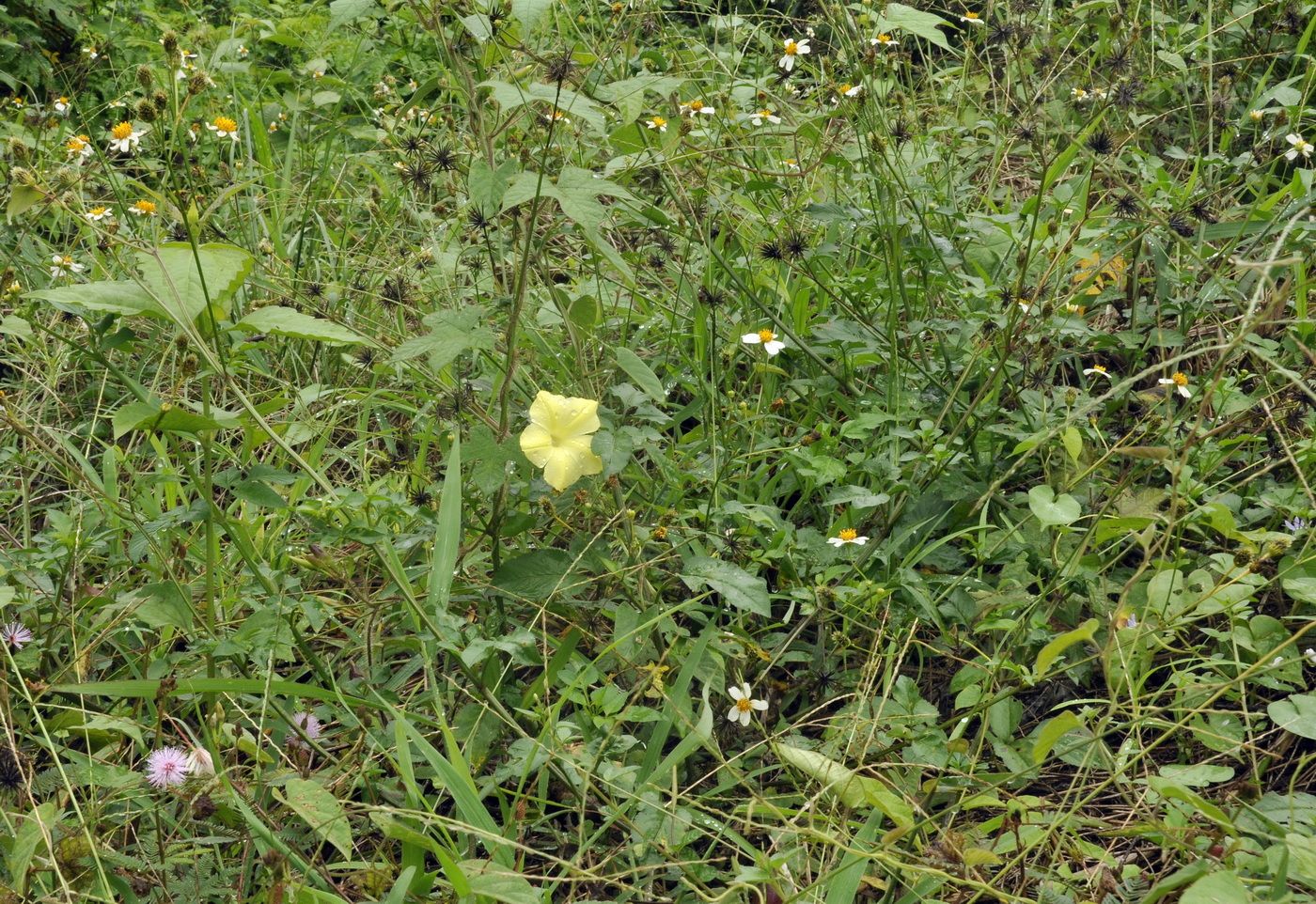 Image of Distimake vitifolius specimen.