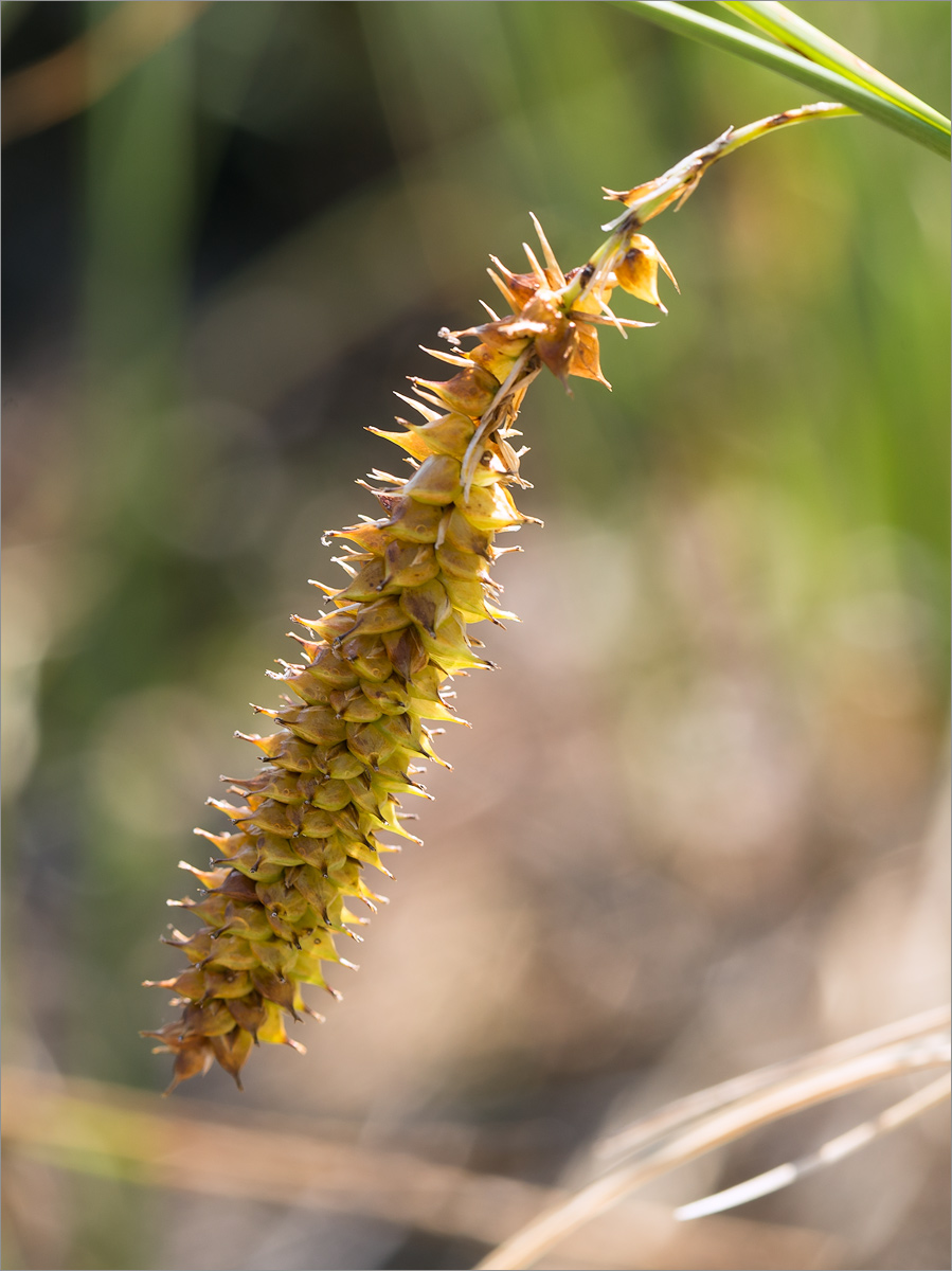 Image of Carex rostrata specimen.