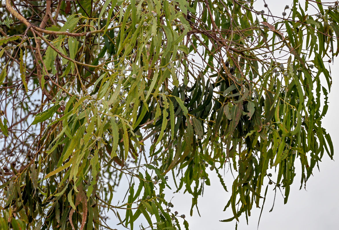 Изображение особи Eucalyptus globulus.