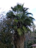 Washingtonia robusta