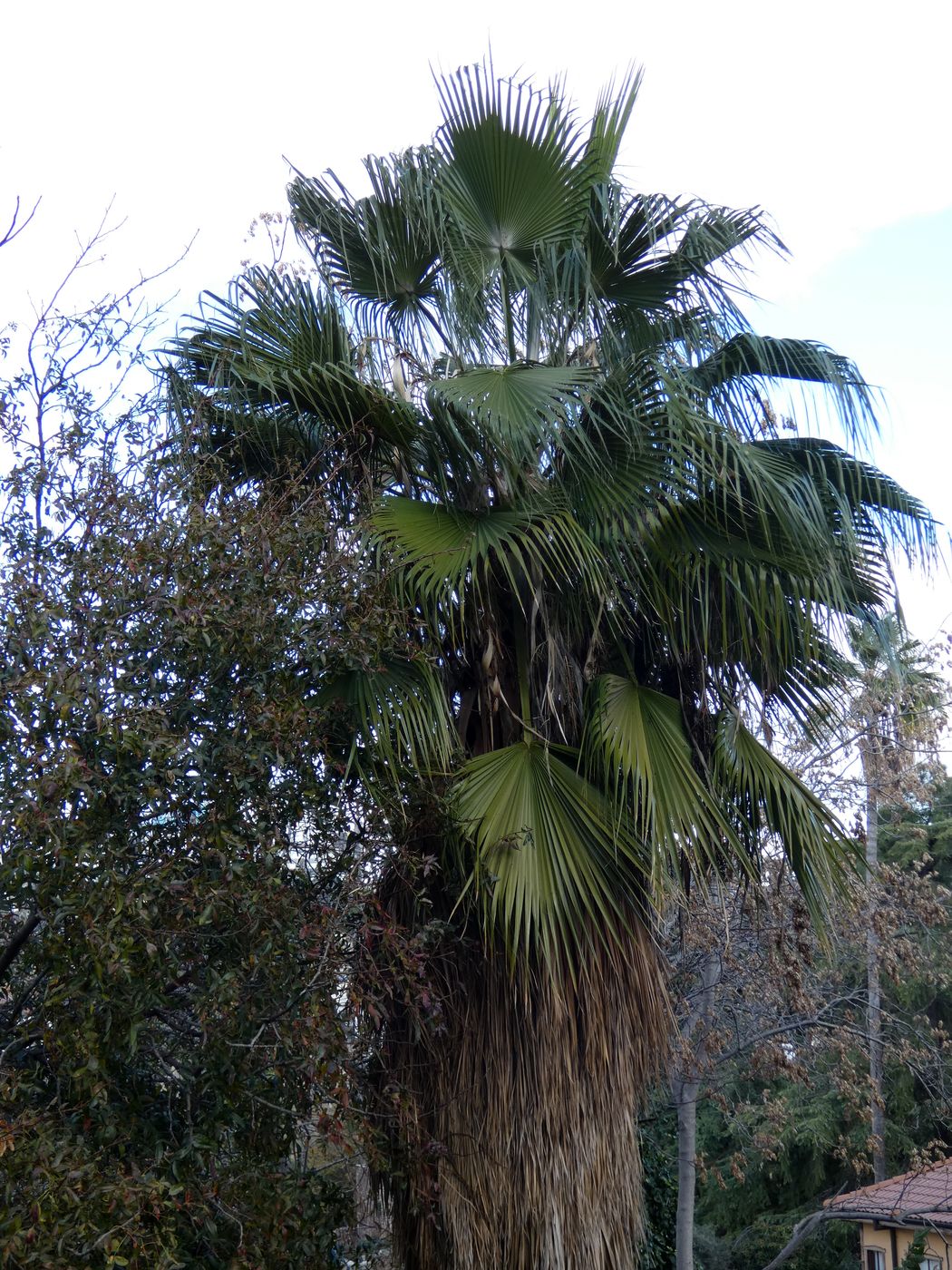 Image of Washingtonia robusta specimen.