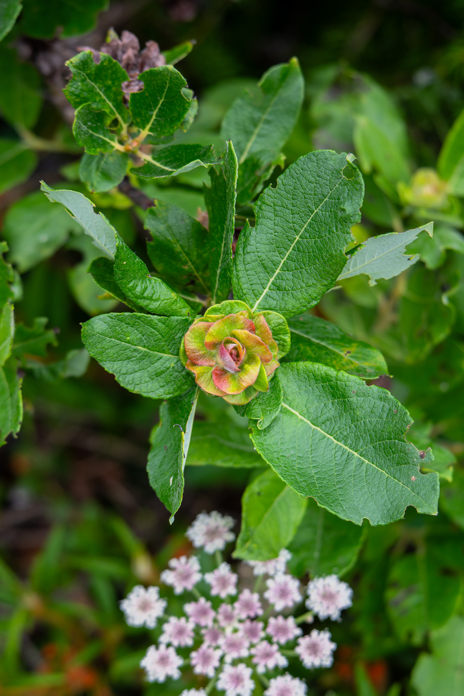 Изображение особи Salix woroschilovii.
