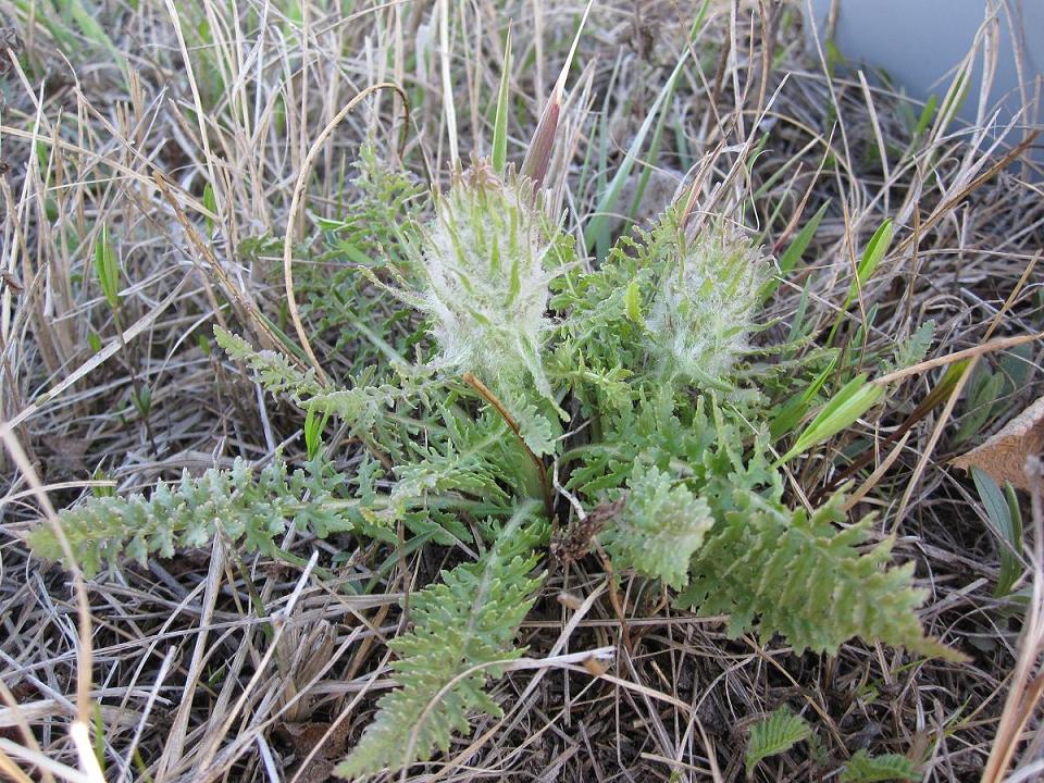 Image of Pedicularis dasystachys specimen.