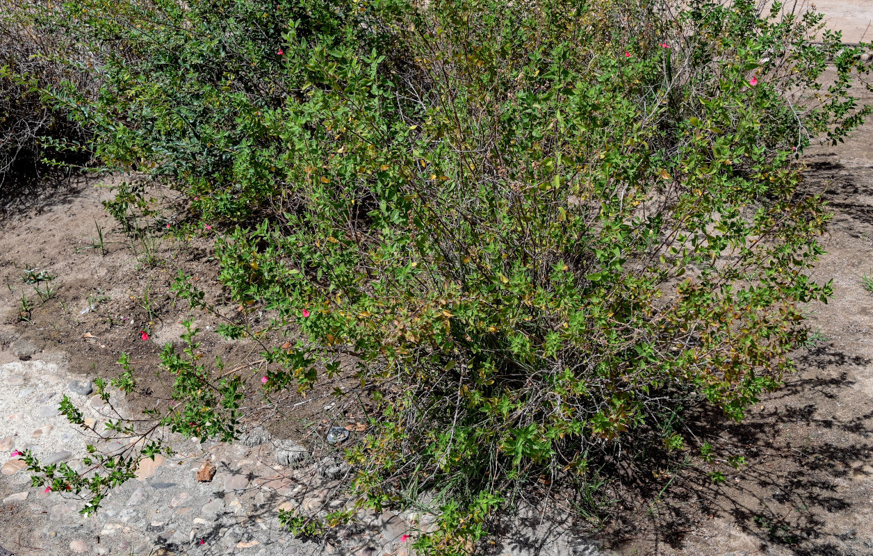 Изображение особи Salvia microphylla.