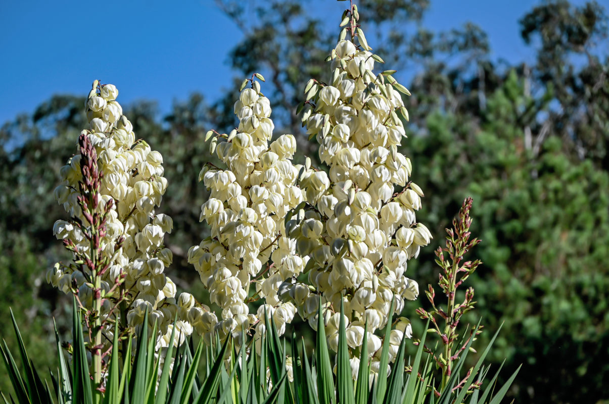 Изображение особи Yucca gigantea.