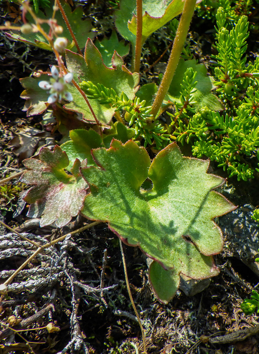 Изображение особи Micranthes astilbeoides.
