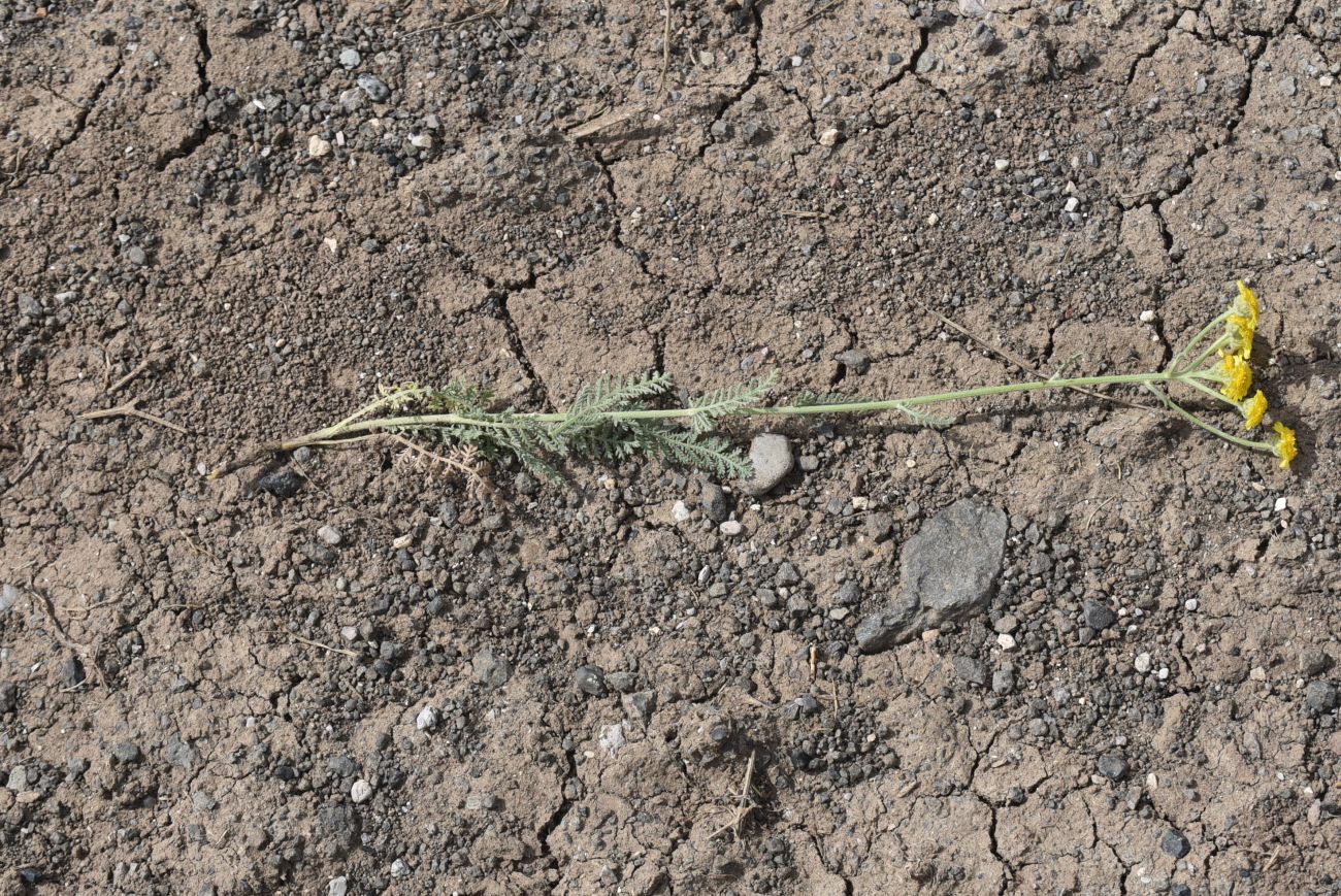 Image of Tanacetum aureum specimen.