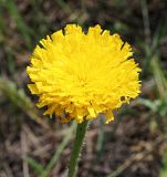 Trommsdorffia maculata. Соцветие-корзинка (вид сверху). Ульяновская обл., Мелекесский р-н, окр. с. Лебяжье, сосновый бор на дюнах, вырубка под ЛЭП. 09.06.2024.