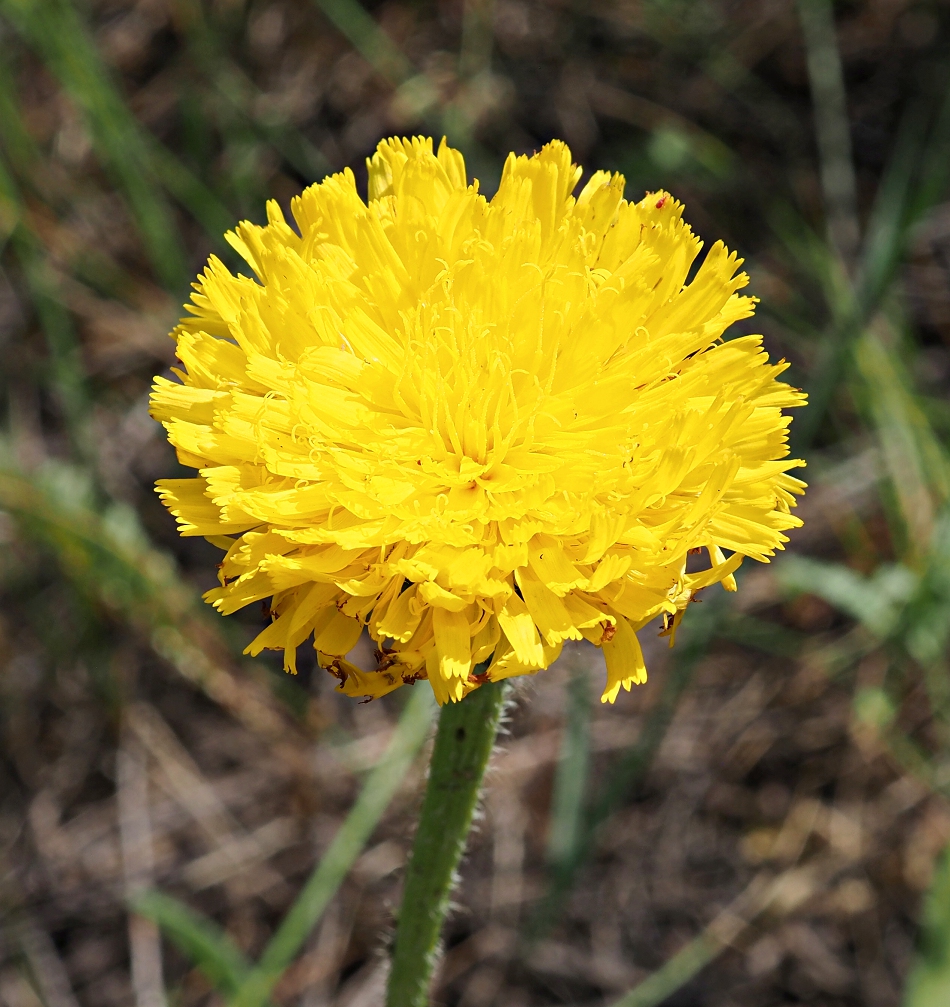 Изображение особи Trommsdorffia maculata.