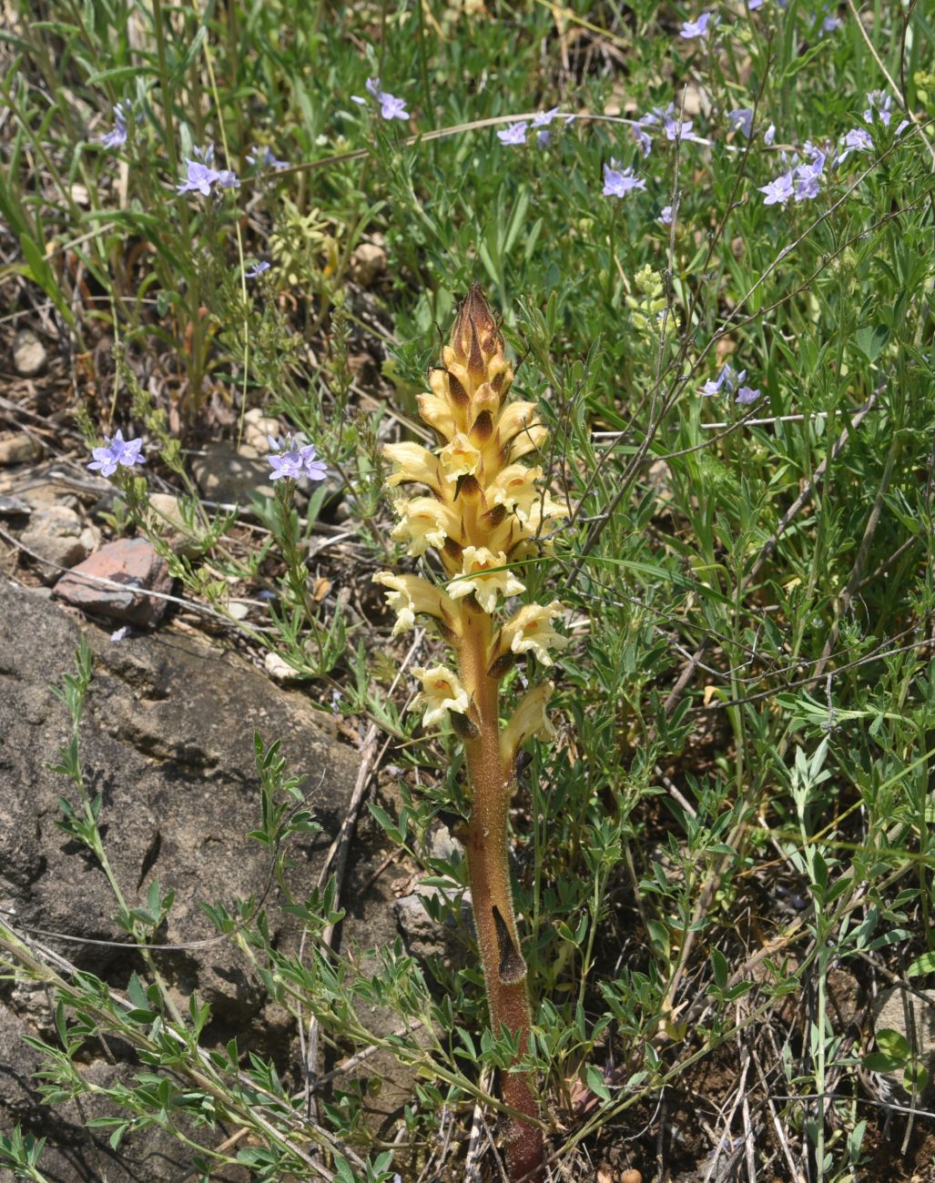 Изображение особи Orobanche lutea.