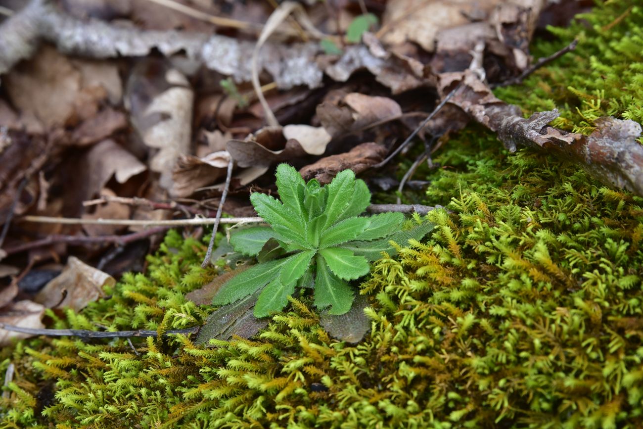 Image of Unknown species specimen.