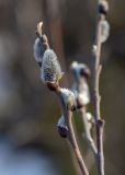 род Salix