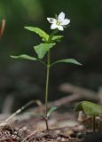Pseudostellaria heterophylla. Цветущее растение с пауком. Приморский край, Хасанский р-н, юго-западный берег бухты Рейд Паллада, гора Мраморная, северный склон, дубово-липовый лес с Quercus mongolica и Tilia mandshurica. 15.05.2026.