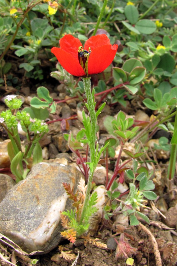 Изображение особи Papaver minus.