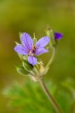 род Erodium