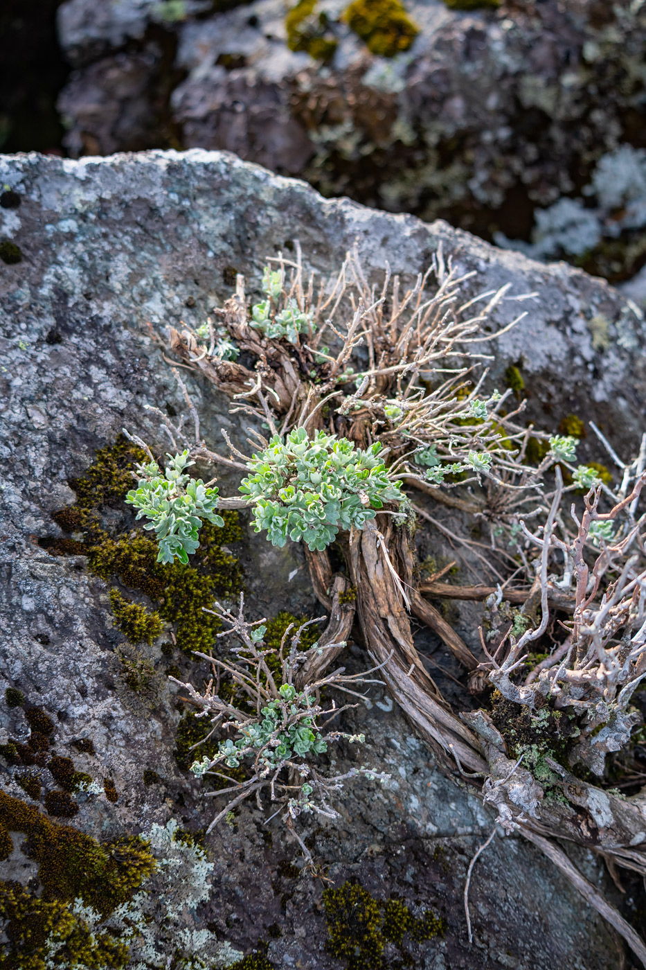 Изображение особи Artemisia lagocephala.