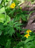 Trollius riederianus. Цветущее растение. Хабаровский край, р-н имени Лазо, массив горы Ко, выс. ≈ 1450 м н.у.м., еловый лес. 22.06.2026.
