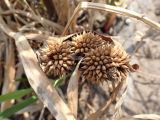 Sparganium emersum. Прошлогодние соплодия. Хабаровский край, г. Комсомольск-на-Амуре, заболоченная обочина дороги. 23.05.2026.