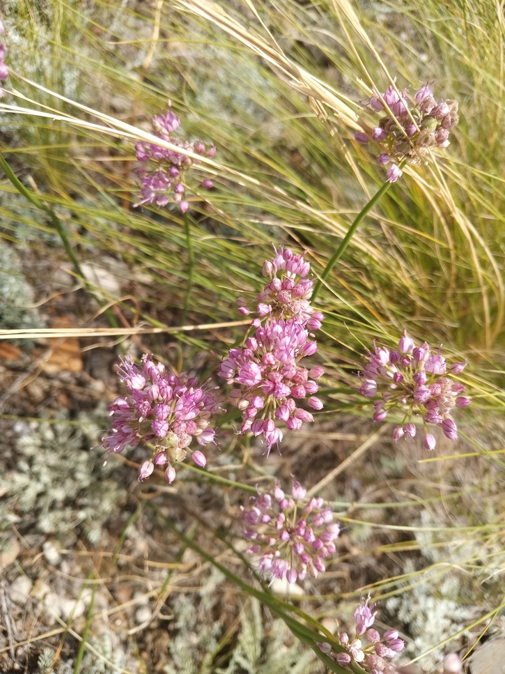 Image of Allium cretaceum specimen.