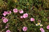 Convolvulus cantabrica. Цветки. Турция, ил Артвин, дер. Баглик, открытый участок террасы, горная степь. 12 июня 2026 г.