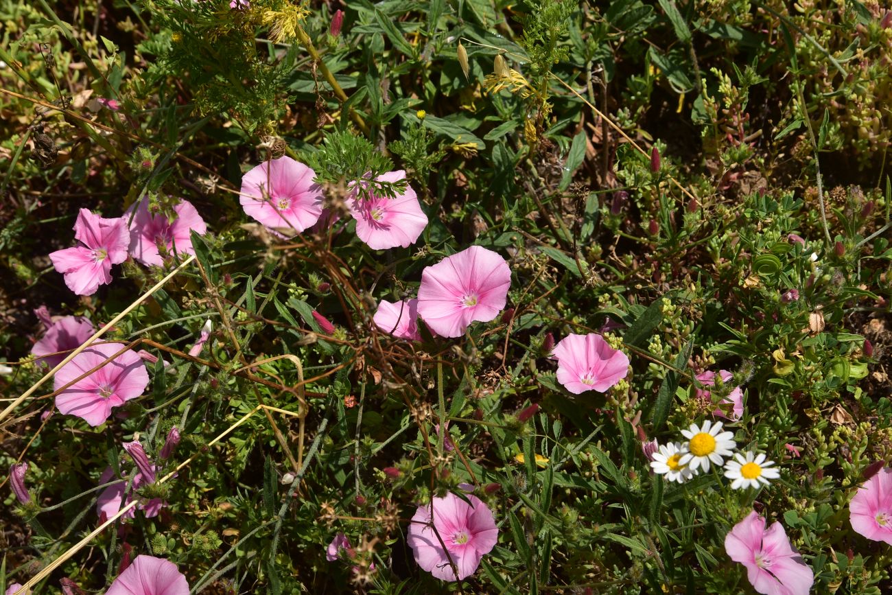 Image of Convolvulus cantabrica specimen.