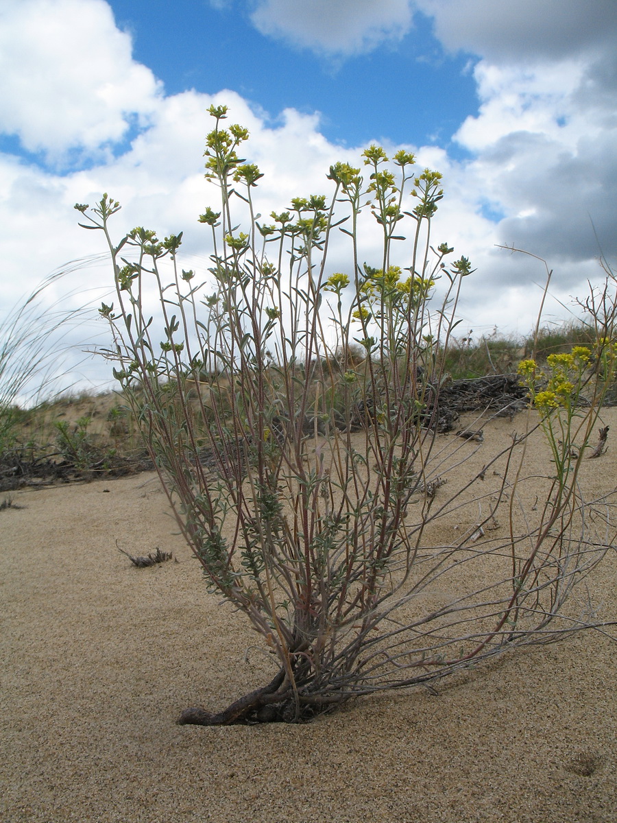Image of genus Odontarrhena specimen.