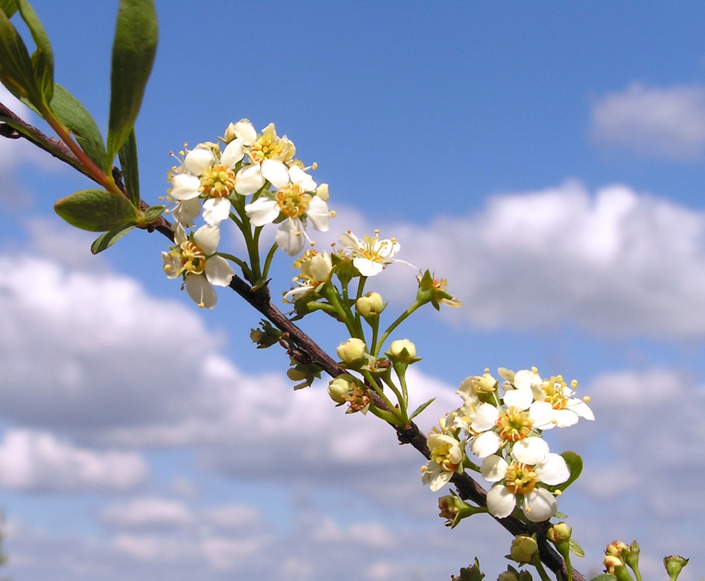 Изображение особи Spiraea litwinowii.