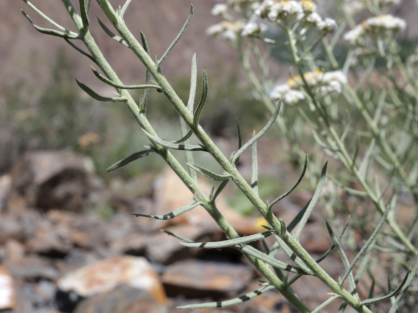 Image of genus Anaphalis specimen.
